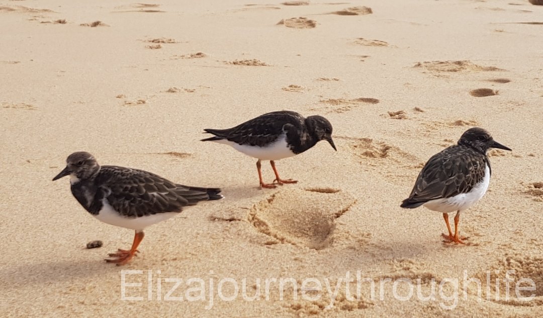 3 birds facing different directions on the sand